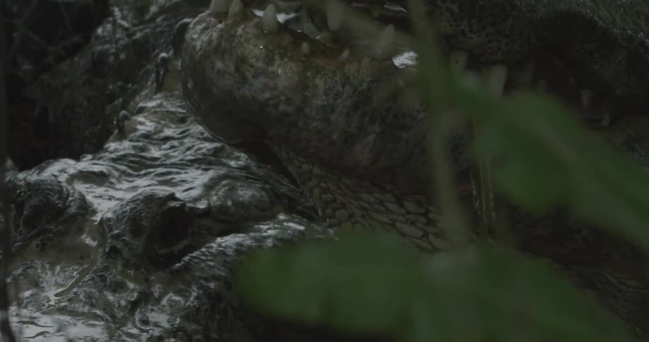 Alligators swimming on and around each other