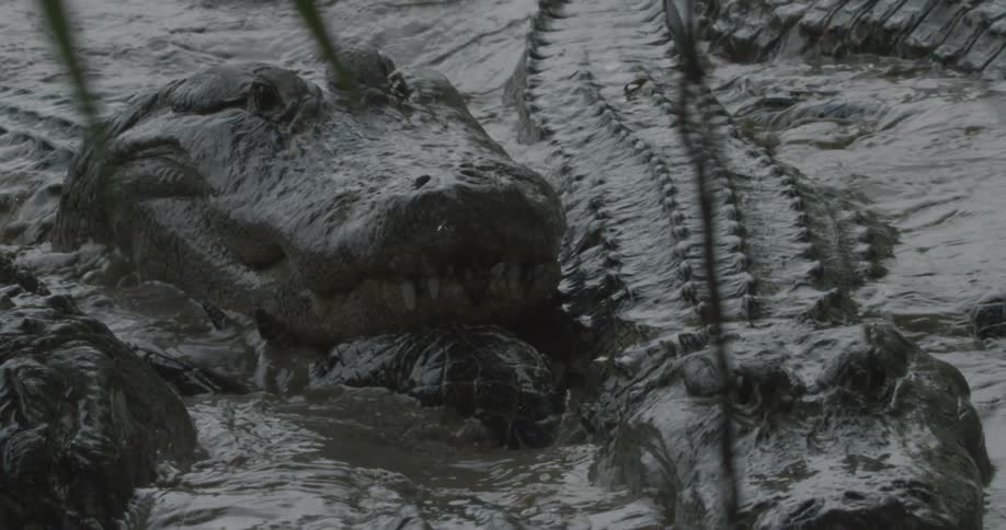 Alligators swim in muddy water