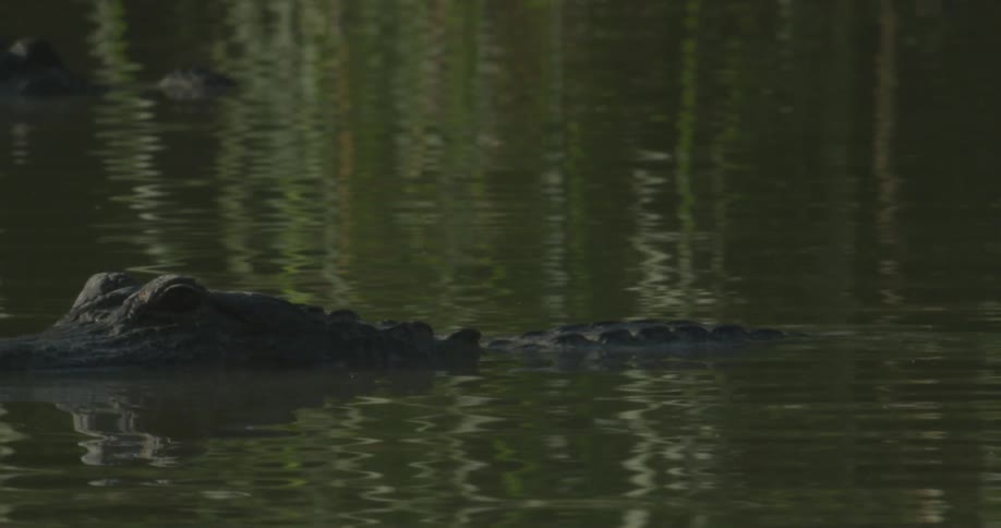 A crocodile glides past the swamp