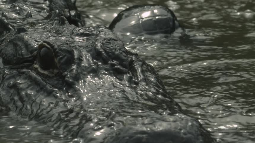 An alligator swims in murky water