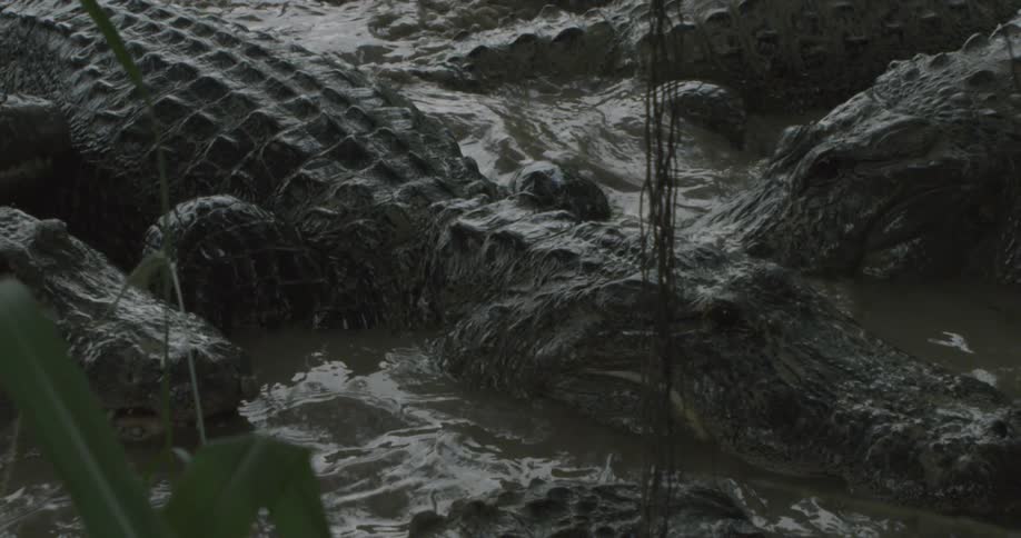 Alligators swimming in murky water