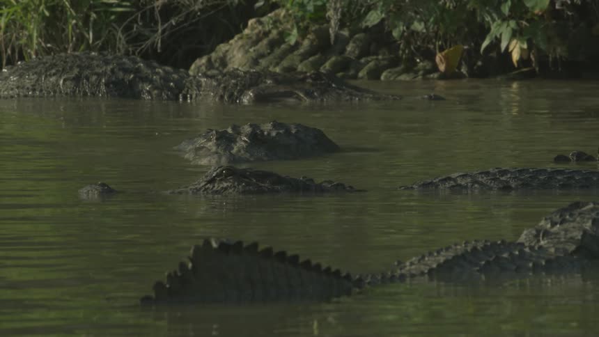Alligators huddle together in swampy water