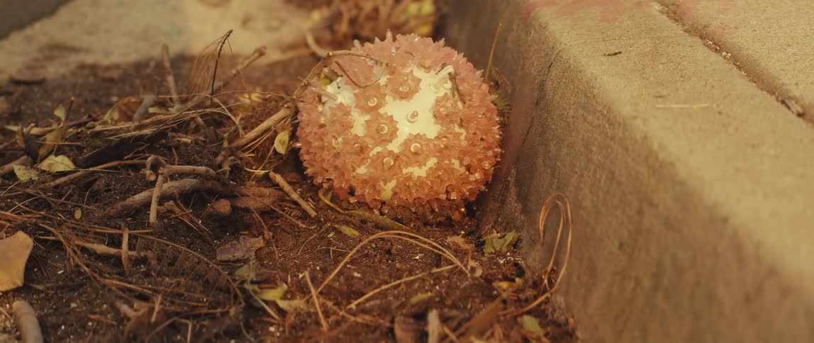 Round fruit fallen on the dirt floor