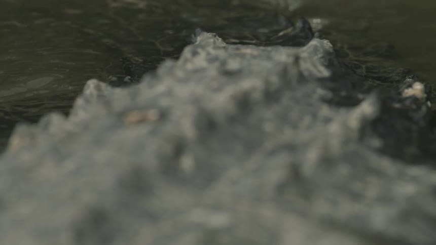 A crocodile turns in the murky water