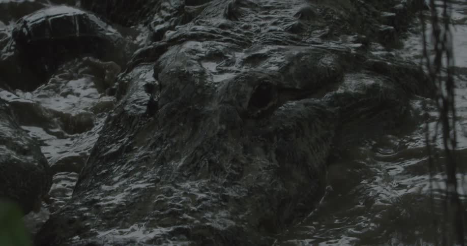 Alligators swimming in dark water