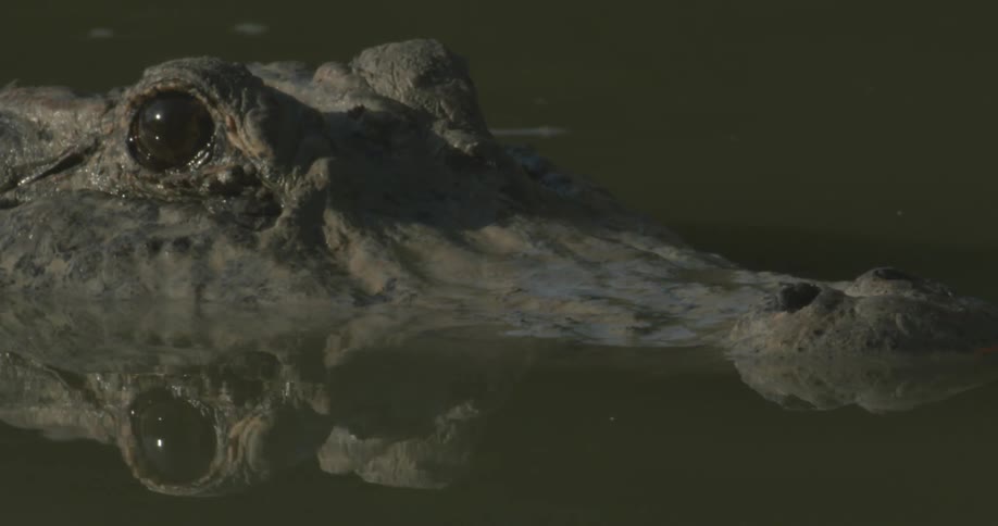 A crocodiles black eyes are just above water