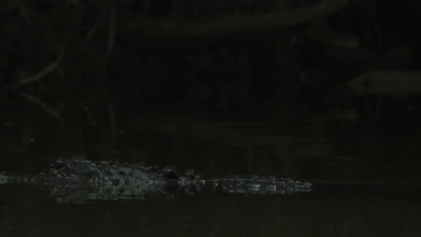 A crocodile moves slowly in the dark water