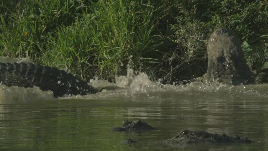 An alligator thrashes at another in the water