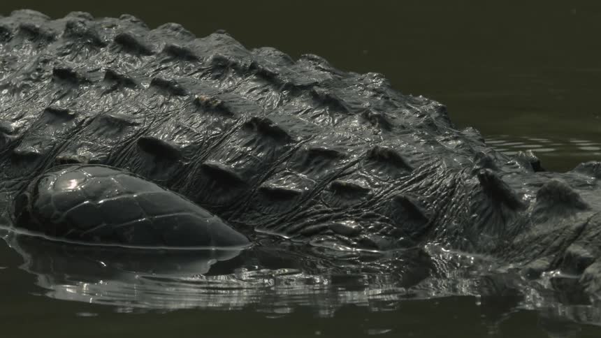 A partially submerged alligator walks through the water
