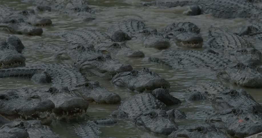 A group of crocodiles are in the water together
