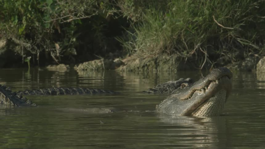 An alligator descends into the swampy water