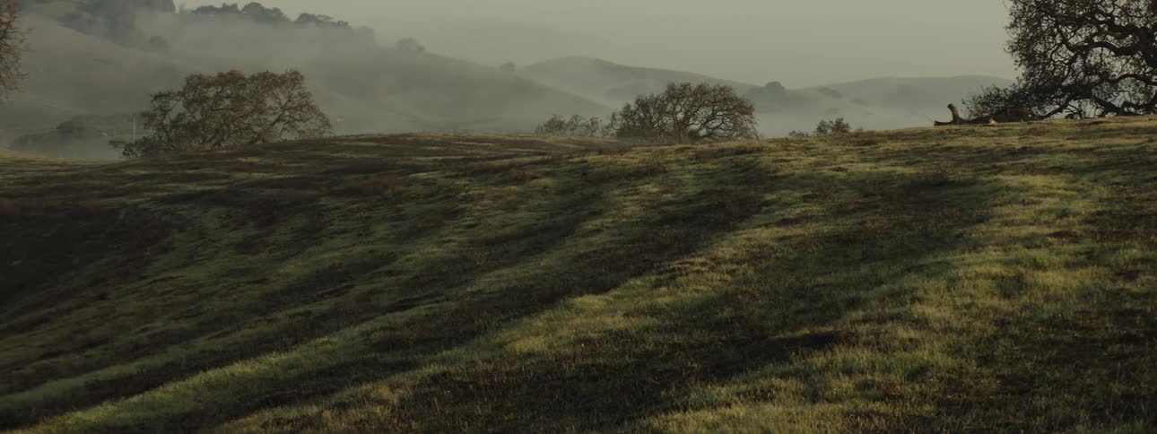 A grassy hill overlooking a misty rolling landscape with scattered trees