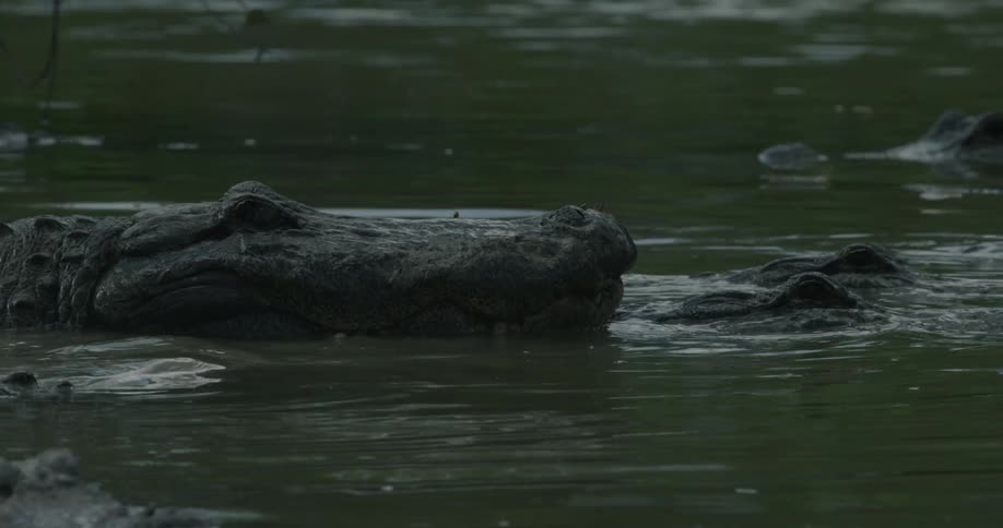 An alligator rests its head on another's back in the water