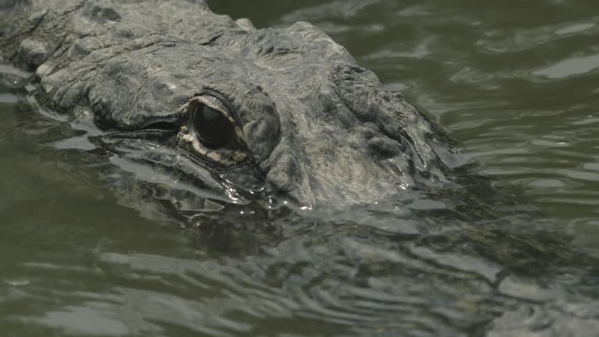 A large crocodile moves its head underwater