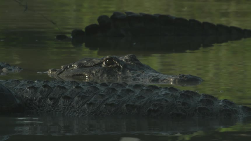 Crocodiles move slowly in the swamp