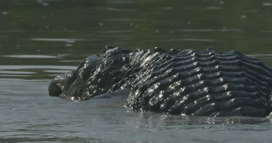 An alligator stalks in the swampy water
