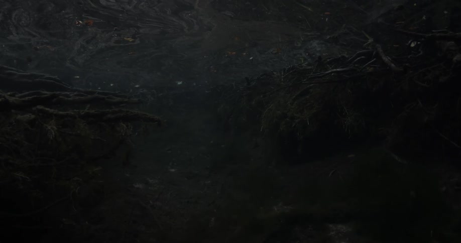 Fish swim among the underwater tree roots