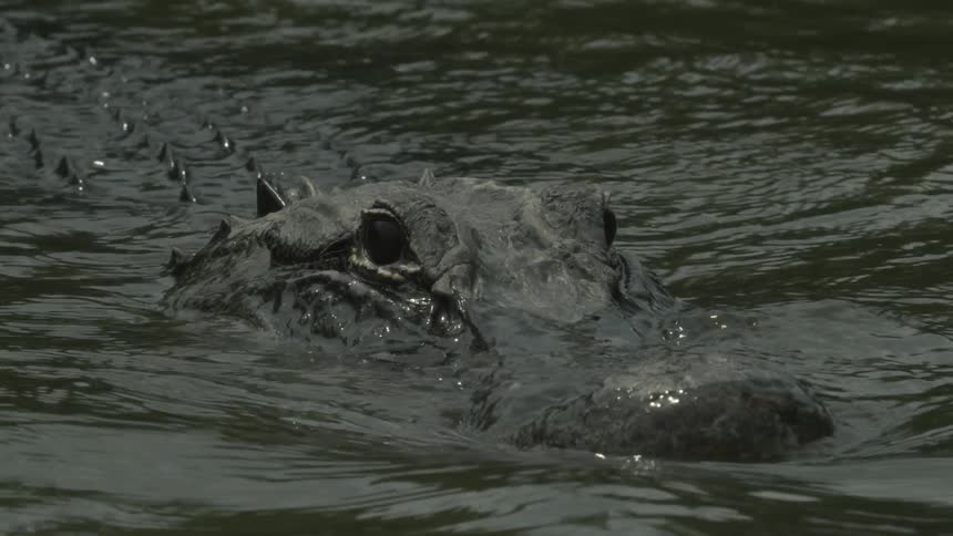 A crocodile moves slowly in the water diving up and down