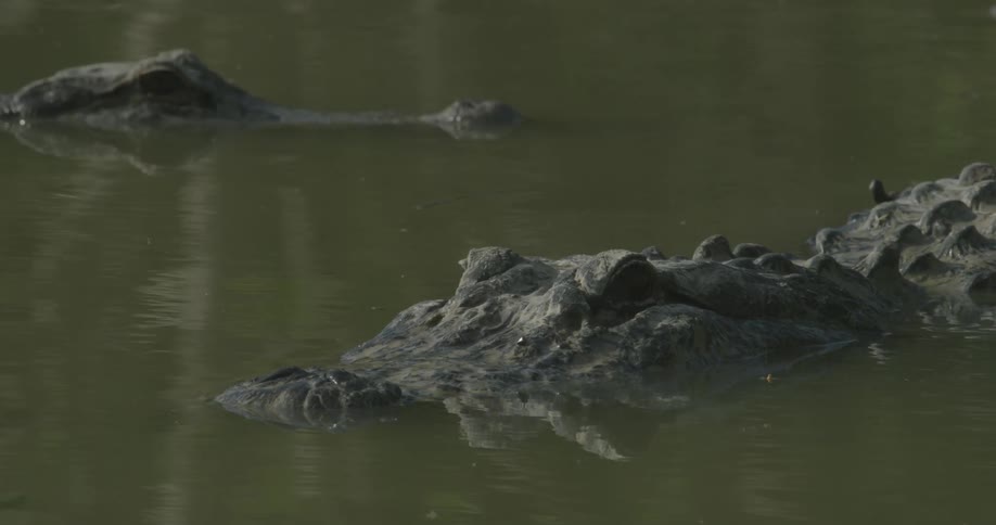 Two crocodiles float in the murky water