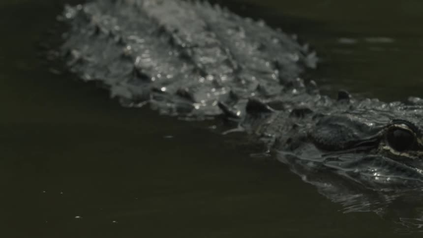 A crocodile moves around in the water