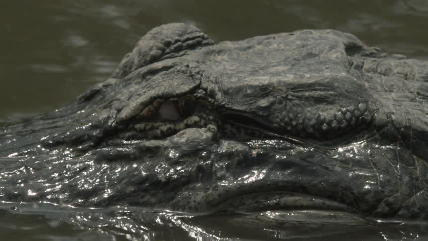 An alligator peeks its eyes above the swampy water