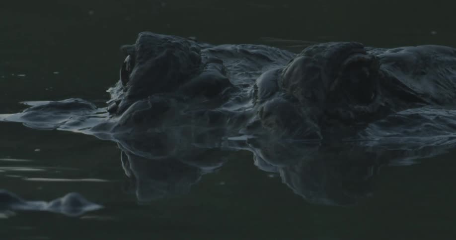 A crocodiles head is above water