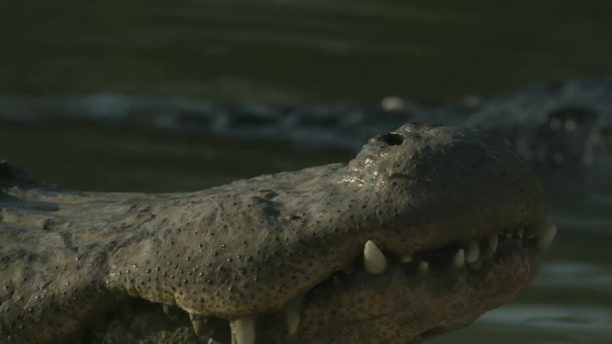 A crocodile slowly goes underwater