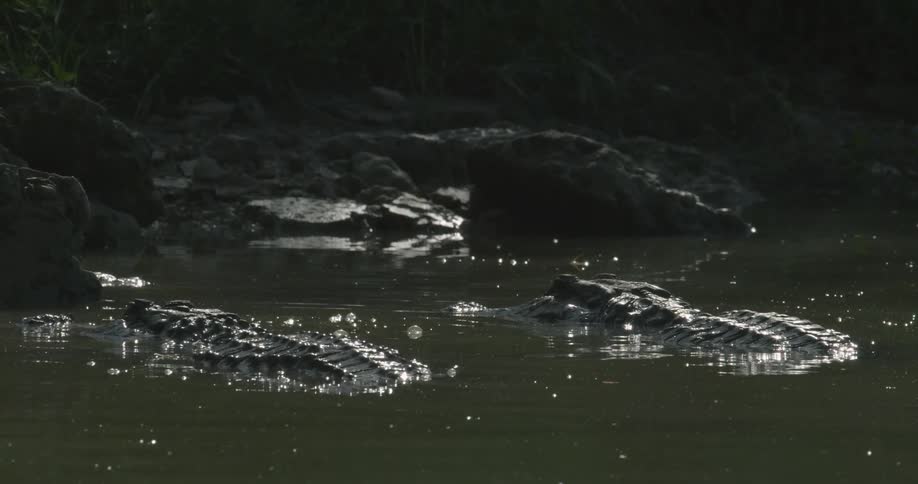 Alligators huddle together in swampy water