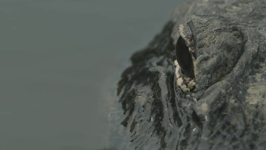 A crocodile floats in the water