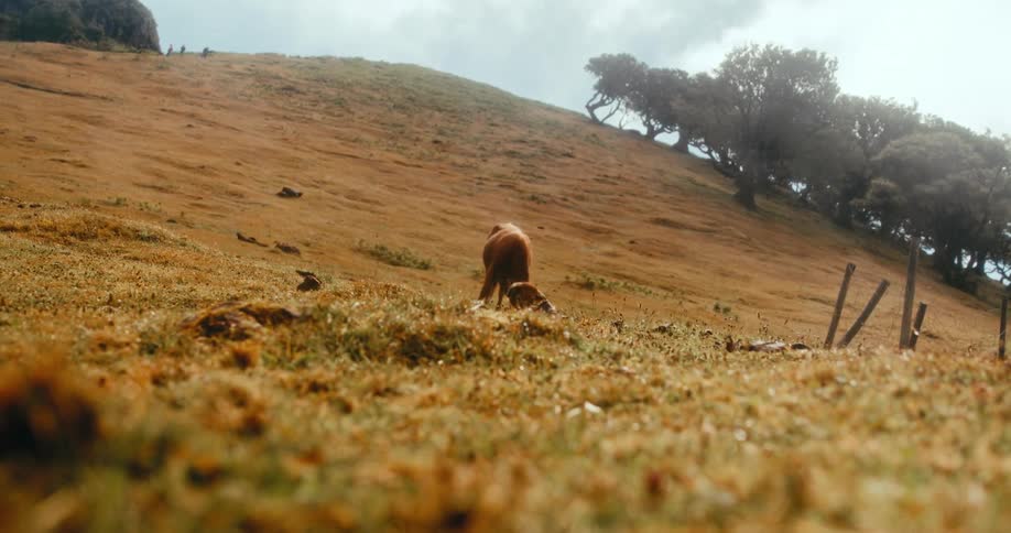 A clip of a dog feeding outdoor