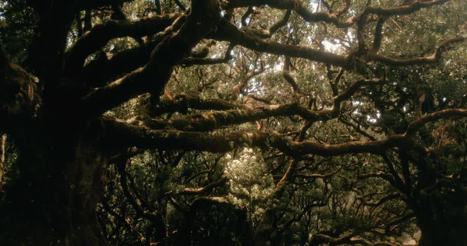 Sunlight filters through the dense mosscovered branches of a dark forest canopy
