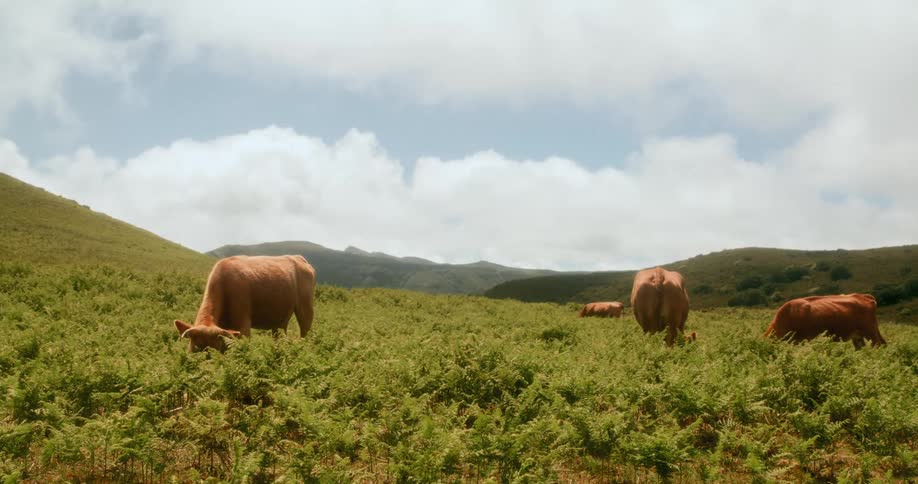 Four brown cows graze on a hillside pasture under a cloudy sky