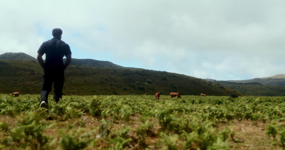 Man walking in a farm field with oxen in the background