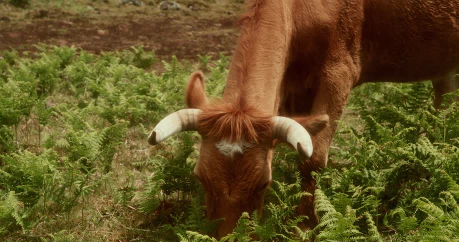 Ox eating grass