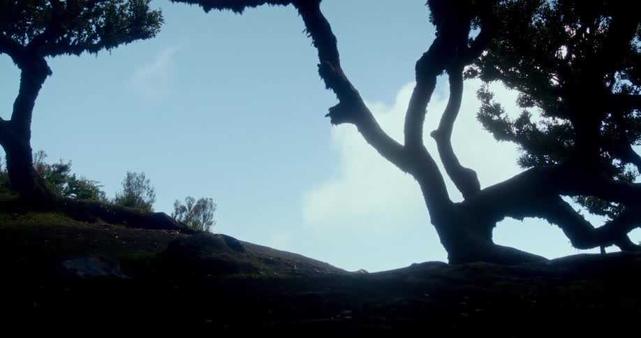 Silhouette of trees on a hill against a blue sky