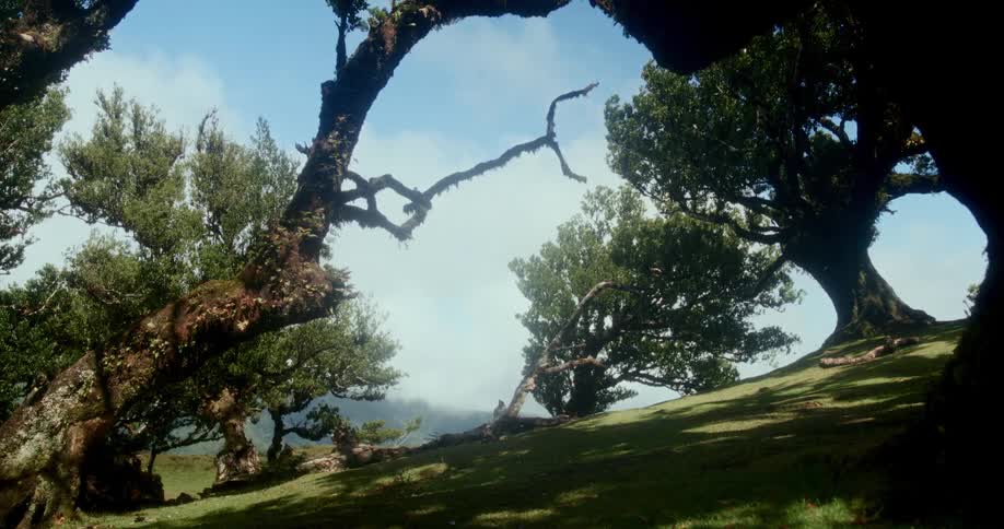 Mosscovered trees with gnarled branches grow on a green hillside against a partly cloudy sky