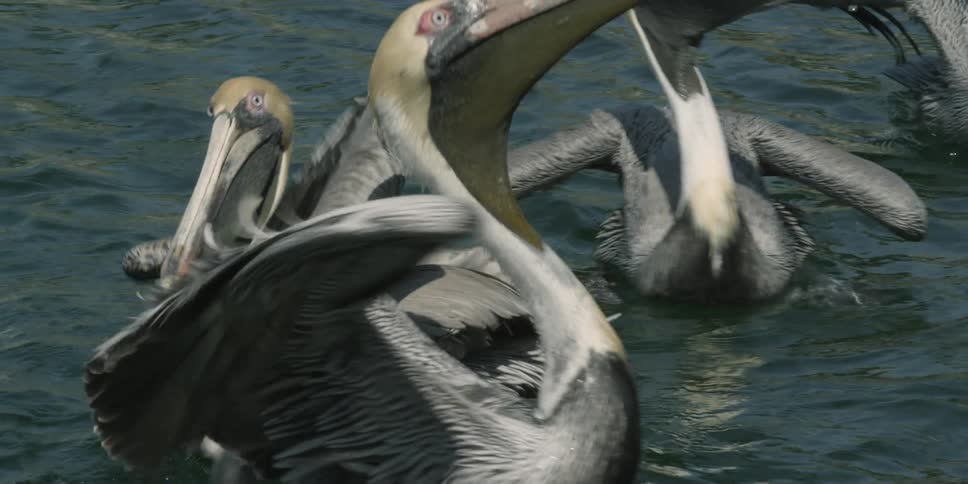 Pelicans move in the water flapping their wings