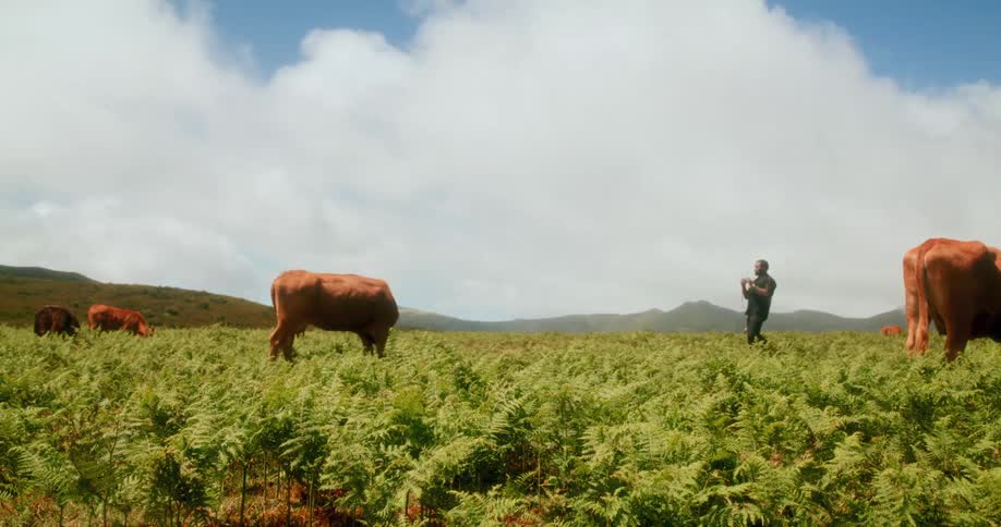Man walking in a pasture with brownhaired cattle and taking a picture