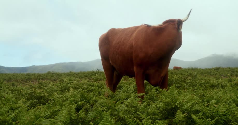 Browncoated ox in a field eating grass
