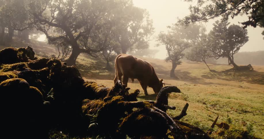 A clip of a cow grazing on the grassland