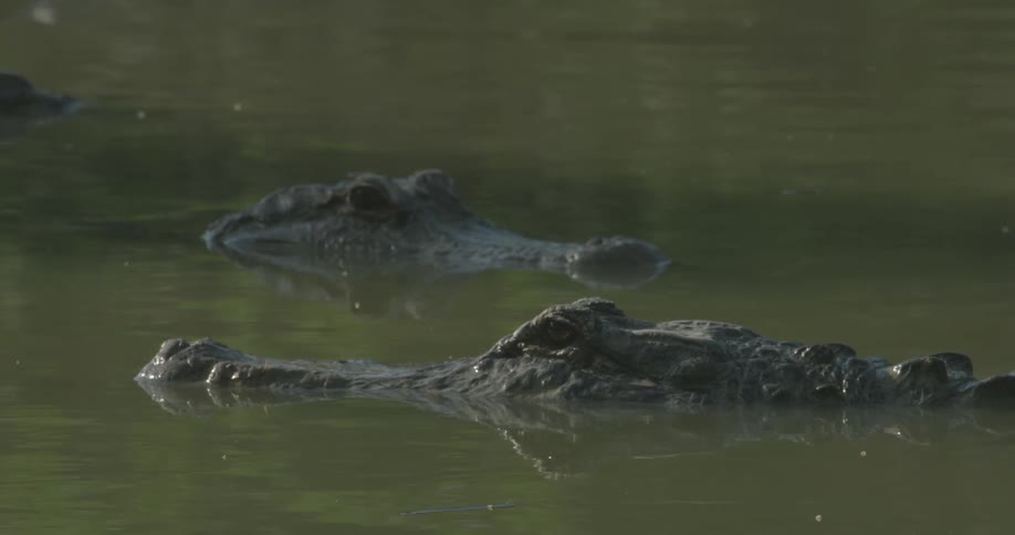 Two alligators congregate together in swampy water
