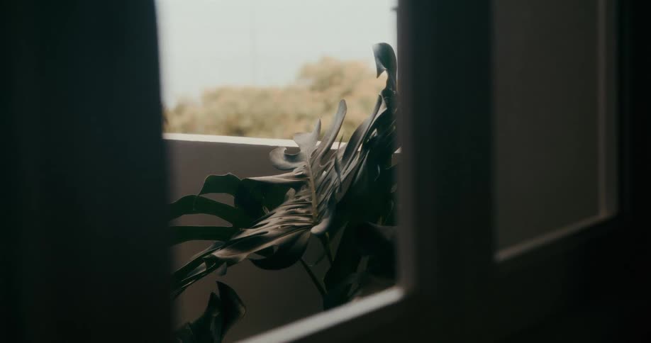 Potted plant with green leaves in the corner of a house