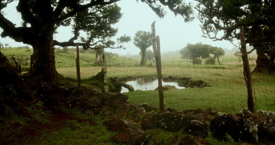 Fence dividing a plot of land with grass a lake and sparse trees on a foggy day