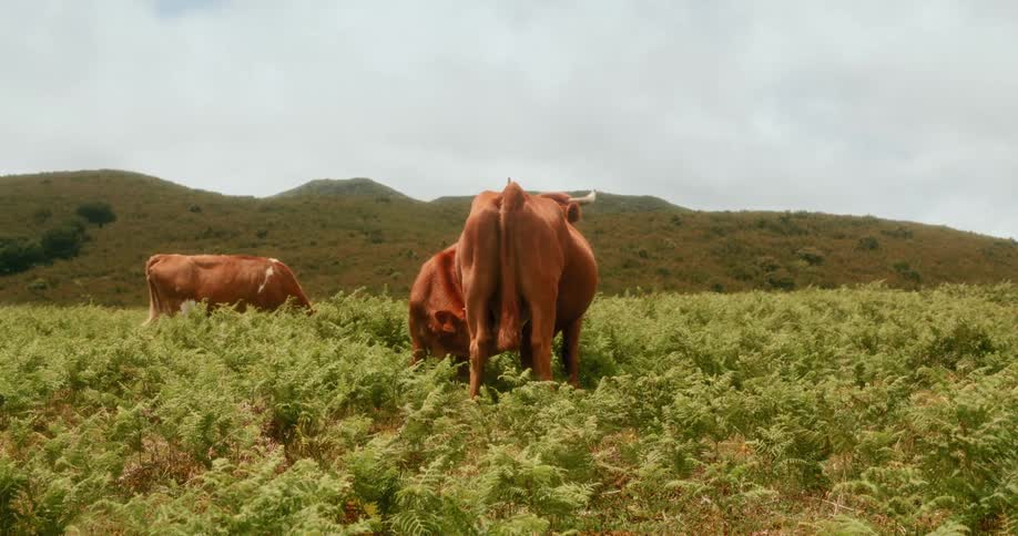 Brown cattle eating grass in a field
