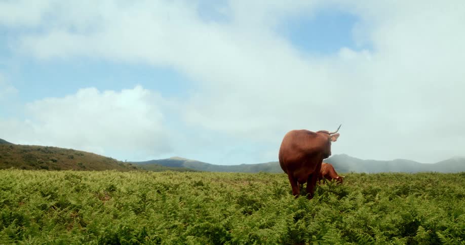 Two brown oxen on a green hill with pasture