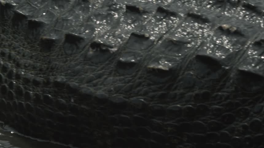 A crocodile moves slowly out of the water