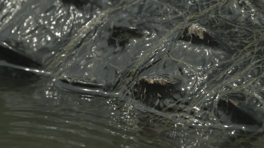 An alligator stalks in the swampy water