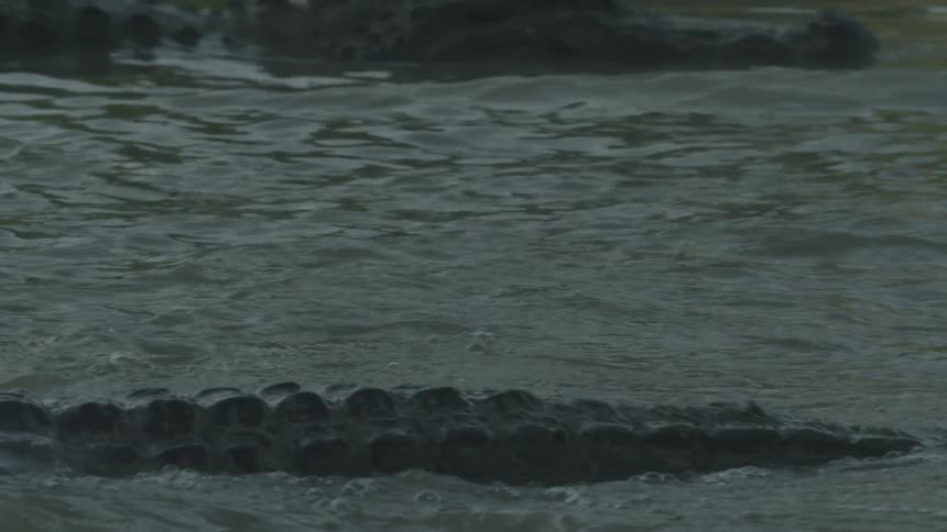 An alligator stalks in the swampy water