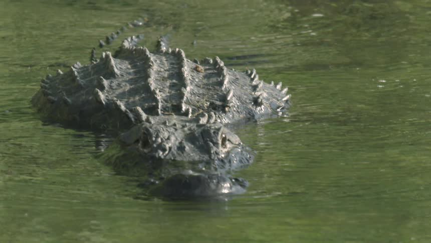 A large crocodile swims slowly in the green water