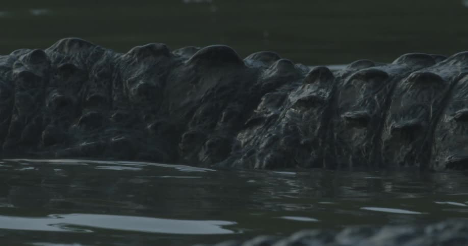 An alligator is floating away in murky waters during the day